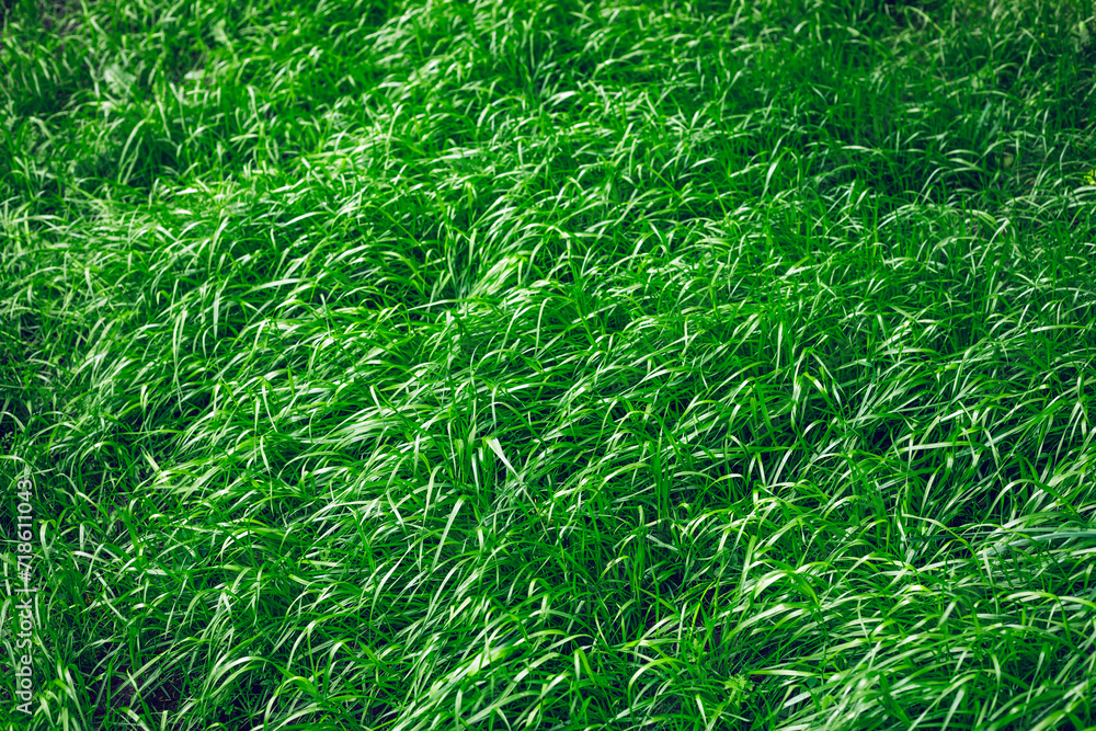 Lush Green Grass Illuminated by Sunlight in a Suburban Park at Midday Lush Green Grass Illuminated by Sunlight in a Suburban Park at Midday