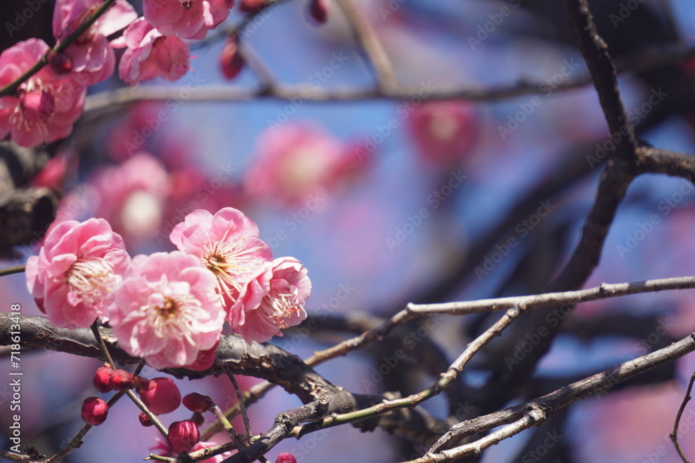 梅の花 梅の花
