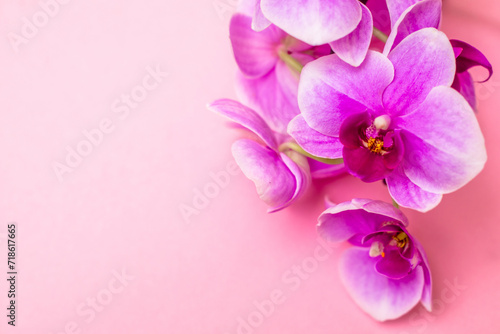 Fototapeta Naklejka Na Ścianę i Meble -  A branch of purple orchids lies on a pink background
