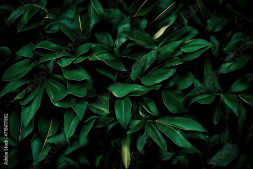 Close-up of green leafy plants in dark style
