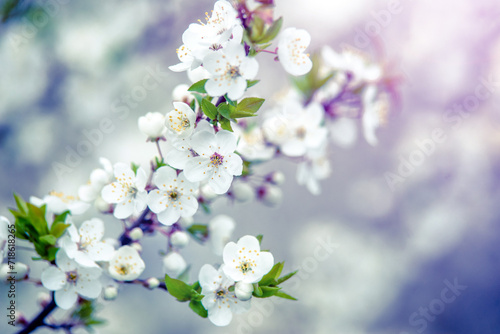 Cherry blossom branch in the garden in spring 