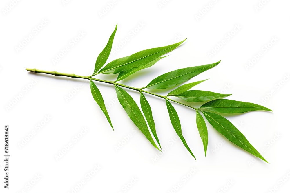Fototapeta premium White background with bamboo leaves