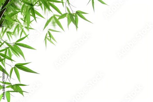 Green leaved bamboo branches on a white background © LimeSky