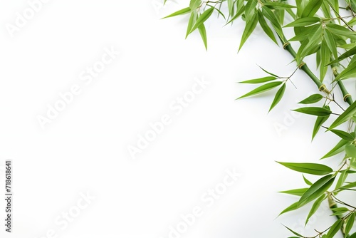 Bamboo on white with room for text