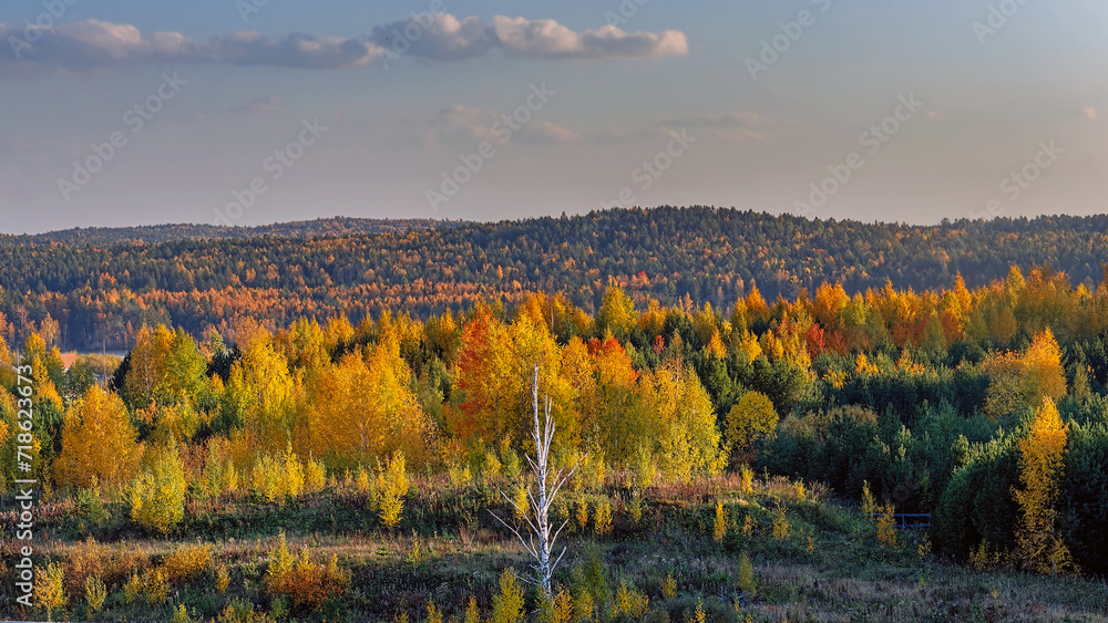 Fototapeta premium autumn landscape with forest