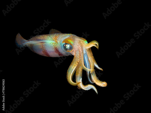 Iridescent  squid in black water 