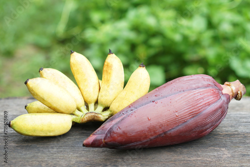 Yellow banana fruits and edible banana flower. Concept, Agriculture crop from garden. Food ingredient can be cooked in variety delicious menu, has medicinal properties Good for health.       