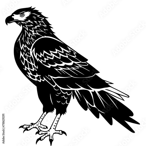 Javan hawk-eagle of Indonesia