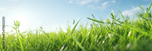 Vibrant green grass reaching towards the clear blue sky, under the bright sunshine.