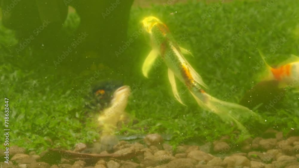 fish swimming in water fish swimming in water