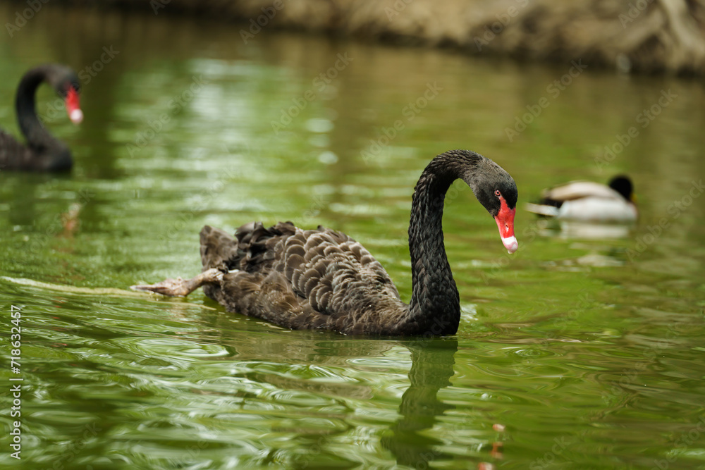 Fototapeta premium black swan swimming in pond