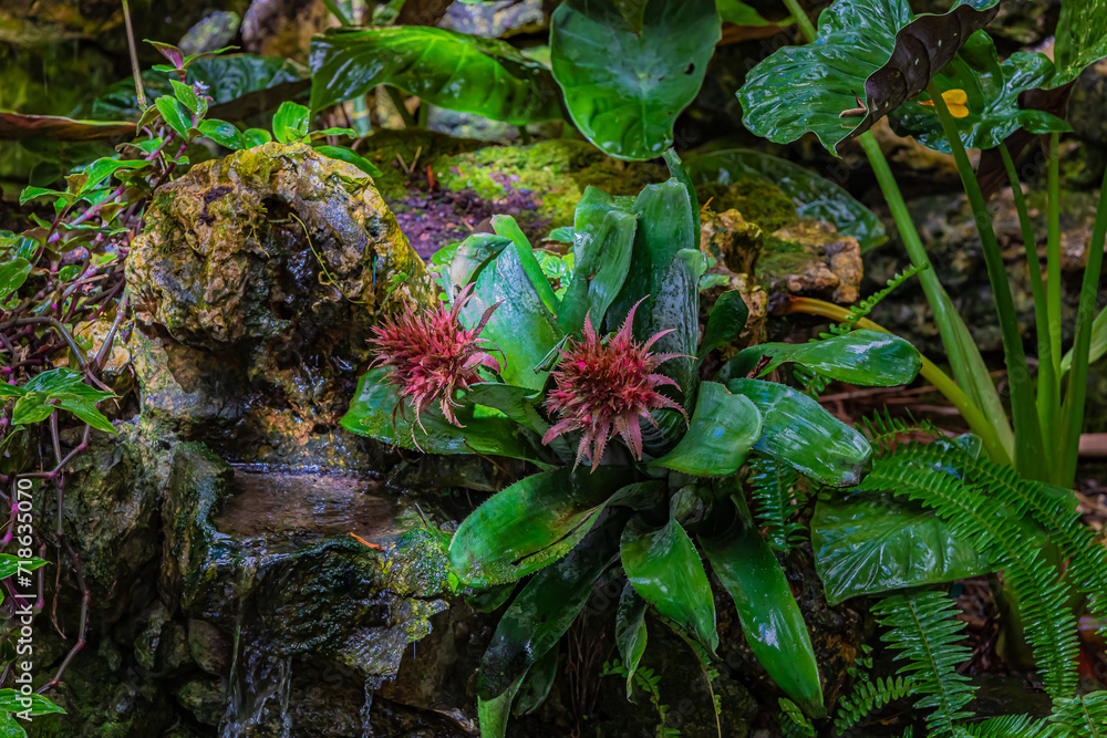 Obraz premium pink flowers on a bush