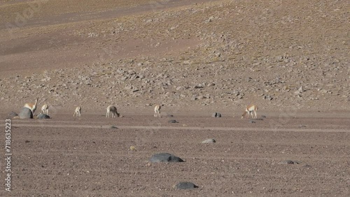 Herd of vicuna, Lama vicugna, grazing along the lagoon route at lguna blanca at the foot of Licancabur volcano in the high altitude of the Altplano in Andes mountains of Bolivia. photo