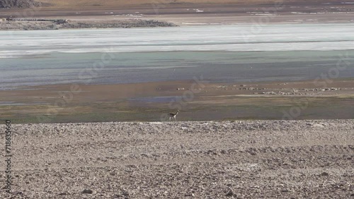 Herd of vicuna, Lama vicugna, grazing along the lagoon route at lguna blanca at the foot of Licancabur volcano in the high altitude of the Altplano in Andes mountains of Bolivia. photo