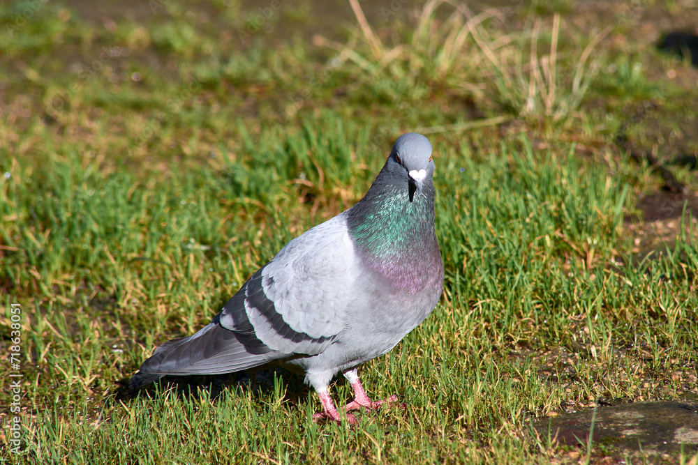 A beautiful lonely gray dove on the green grass A beautiful lonely gray dove on the green grass