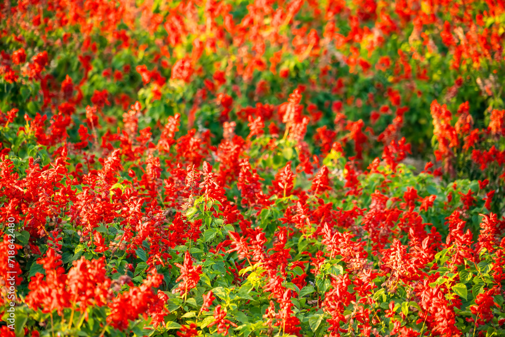 Red Salvia flower in the field