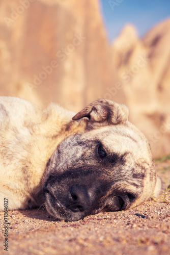 Close up on portrait of dog relaxing, Turkey, kangal