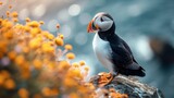 Black and white atlantic puffin birds sit on green rocky shore against  of the sea in Iceland, north, ocean, island, landscape, fauna, flowers, red beaks and paws, grass, sky, mountains, and coastline
