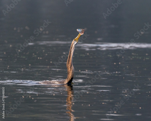 Close up of darter or snakebird catching a prey. Selective focus. © Debashis