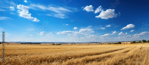 Panoramic view of wheat field and blue sky with white clouds photo