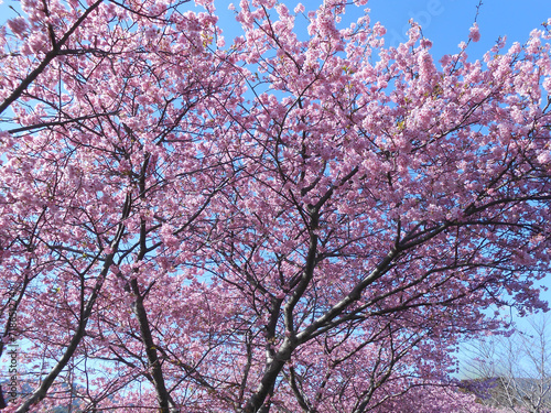 2月から3月に満開の河津桜