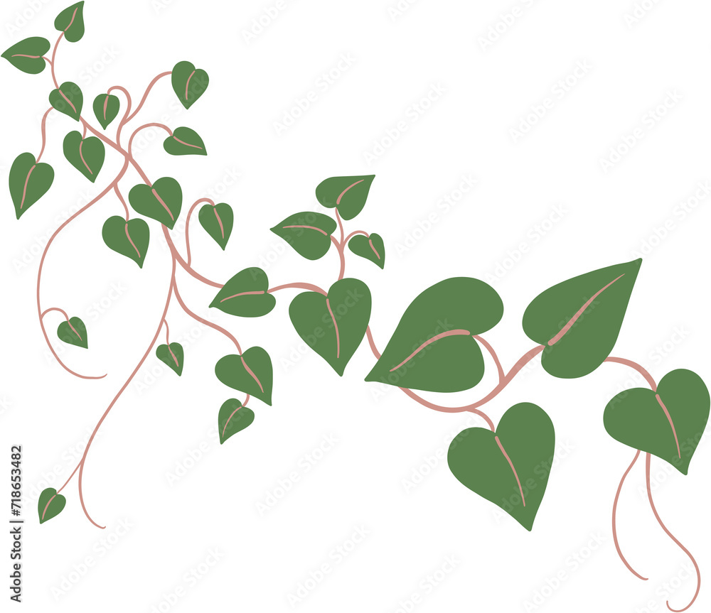 ivy plant drawing illustration. ivy plant drawing illustration.