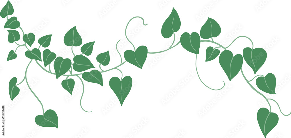 ivy plant drawing illustration.