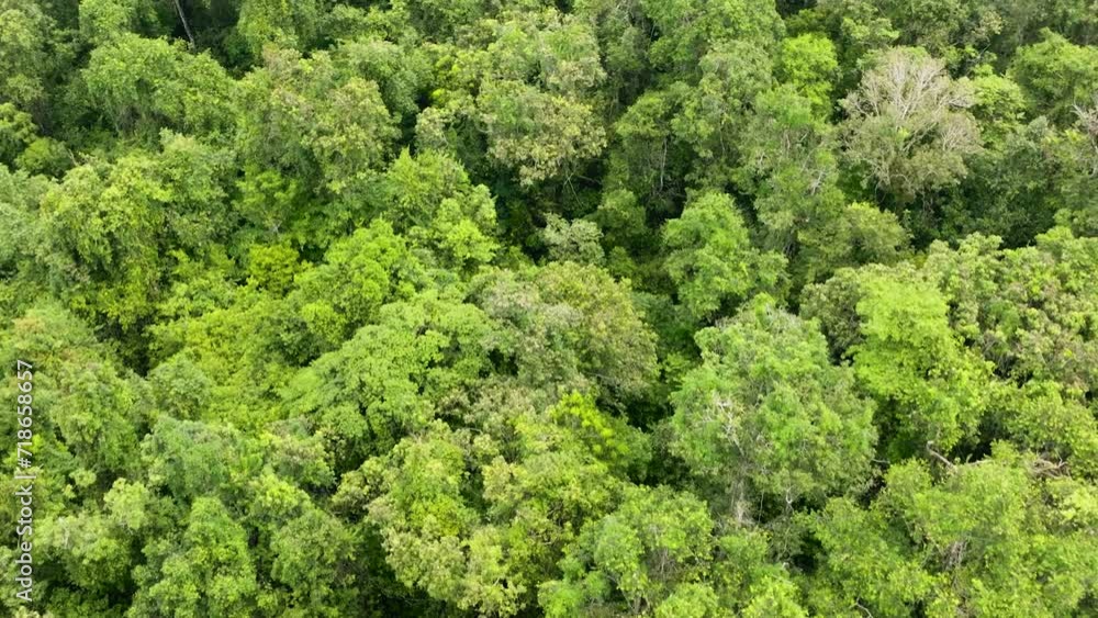 Top view of jungle and tropical forest of Borneo. Malaysia. Top view of jungle and tropical forest of Borneo. Malaysia.
