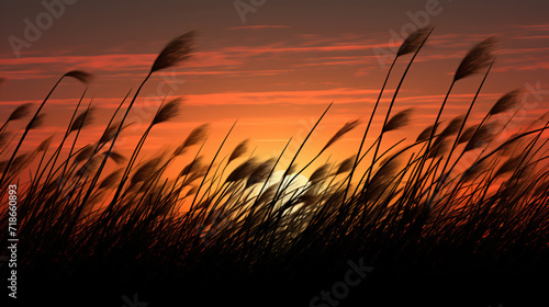 The silhouette of grass
