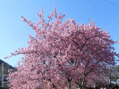 冬の青空に映える満開の河津桜