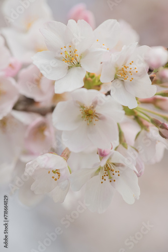 close up macro of blooming sakura cherry tree blossom flowers