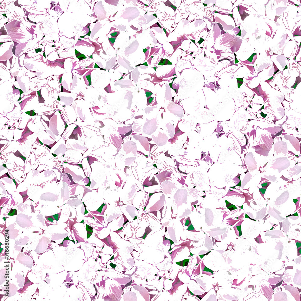 Seamless floral pattern. White, pink hydrangea flowers.