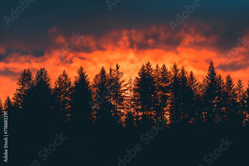 sunset over a pine forest