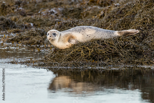 A seal on an algae-covered ocean shore, Phoca vitulina