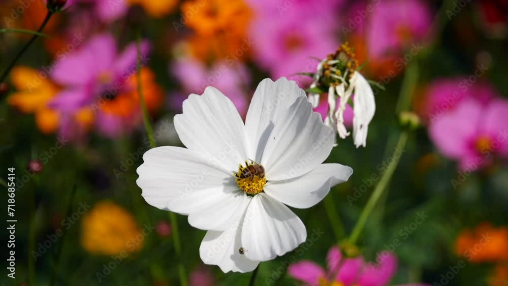 Bees sucking nectar from white flower, Honey bee on a white flower collects pollen, wild nature landscape, bee and flower, Recreation of bee pollinating a flower Bees sucking nectar from white flower, Honey bee on a white flower collects pollen, wild nature landscape, bee and flower, Recreation of bee pollinating a flower