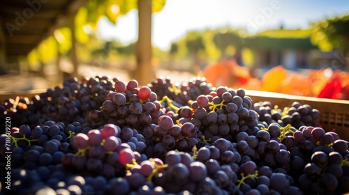 Close-up of boxes with ripe red grapes in the sunlight. Autumn harvest, winery, agricultural market.