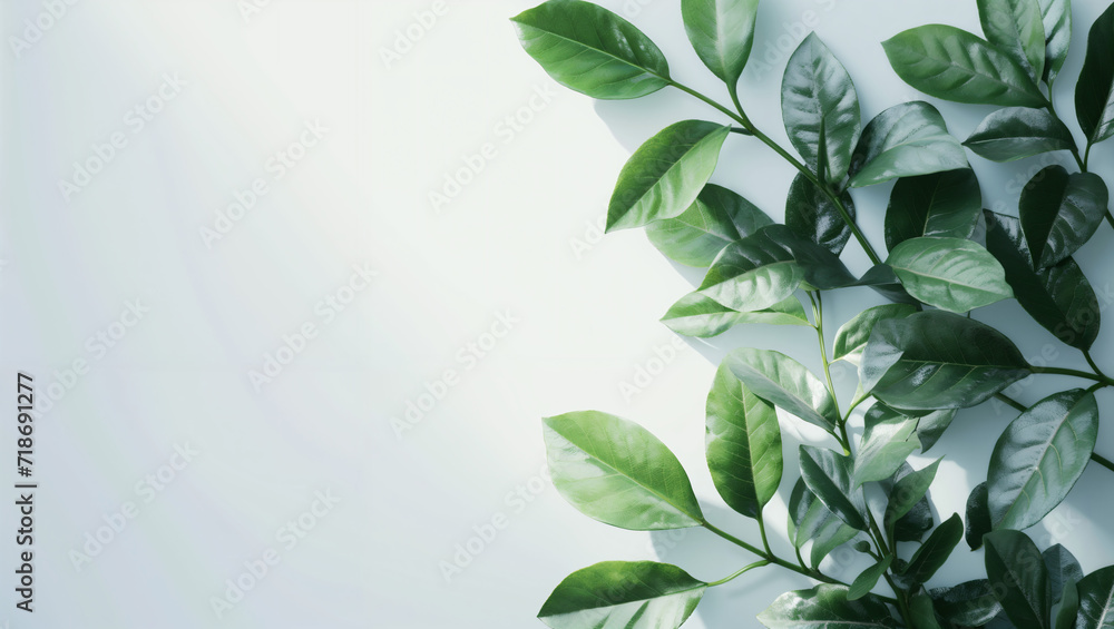 green leaves on white background with copy space, botanical, minimal design