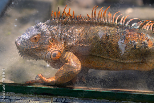 Photo of red iguana in the zoo  