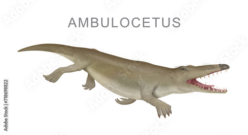 Ambulocetus prehistoric whale ancestor, illustration