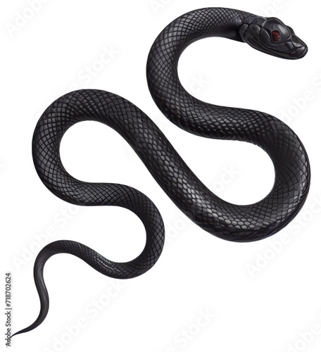 black and white snake