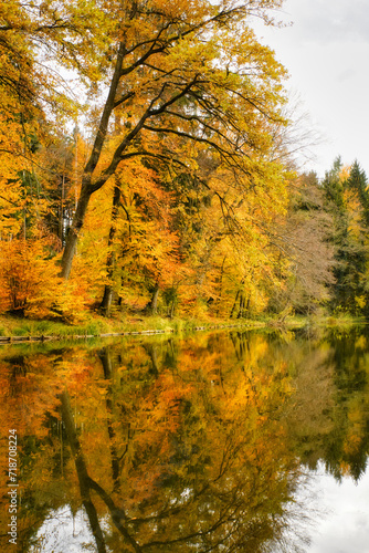 Baum mit gelben Blättern reflektiert im Wasser eines Weiher. Gras und Büsche am Ufer. Herbstfarben der Natur.