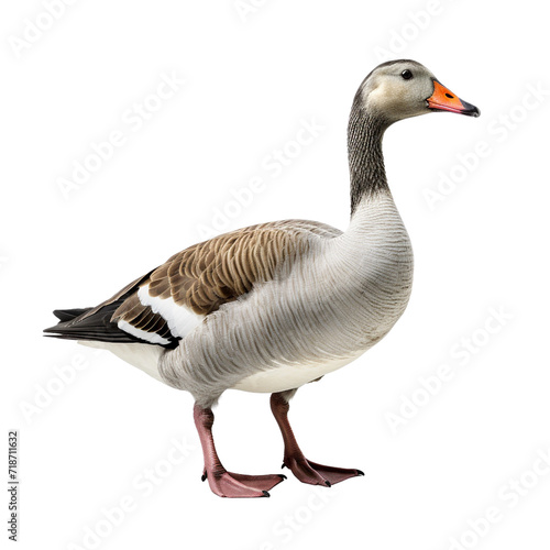 Goose clip art © Alexander