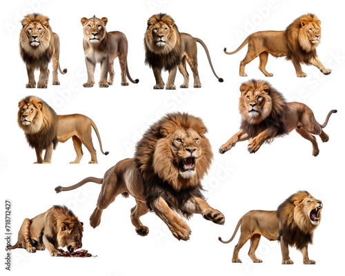 Collection of lion isolated on white