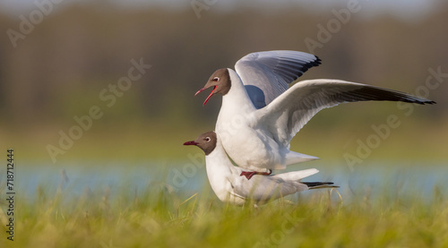 Black-headed Gull - at the mating season in spring at a wetland