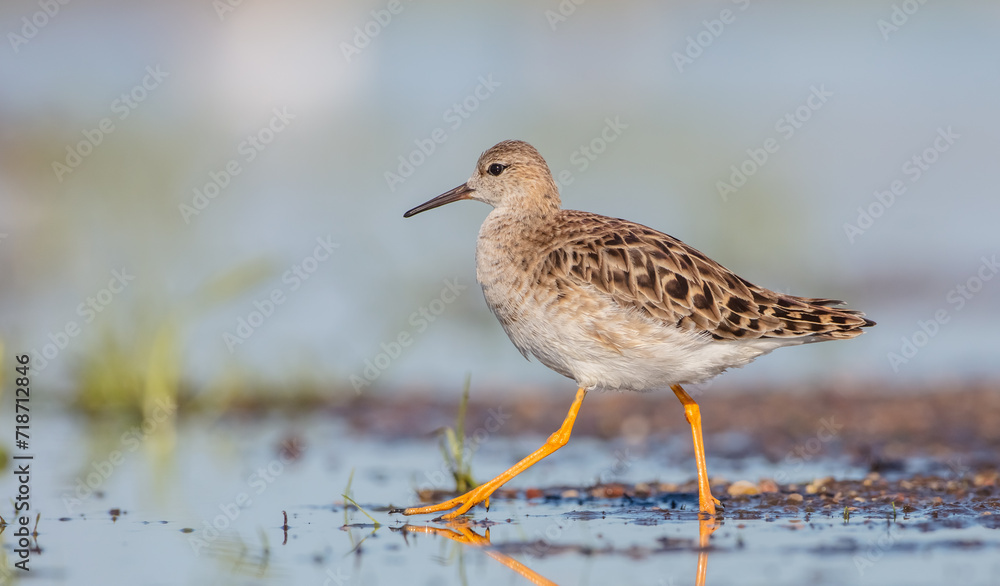 Ruff - female feeding at the wetland on the mating season in spring Ruff - female feeding at the wetland on the mating season in spring