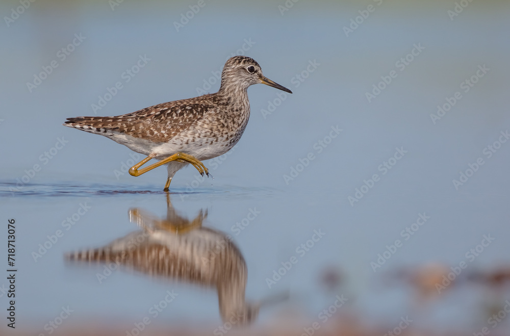 Wood Sandpiper - in spring on the migration way at wetland Wood Sandpiper - in spring on the migration way at wetland