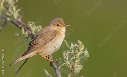 Marsh warbler - at the meadow in spring