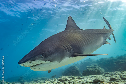 Tiger shark side towards camera