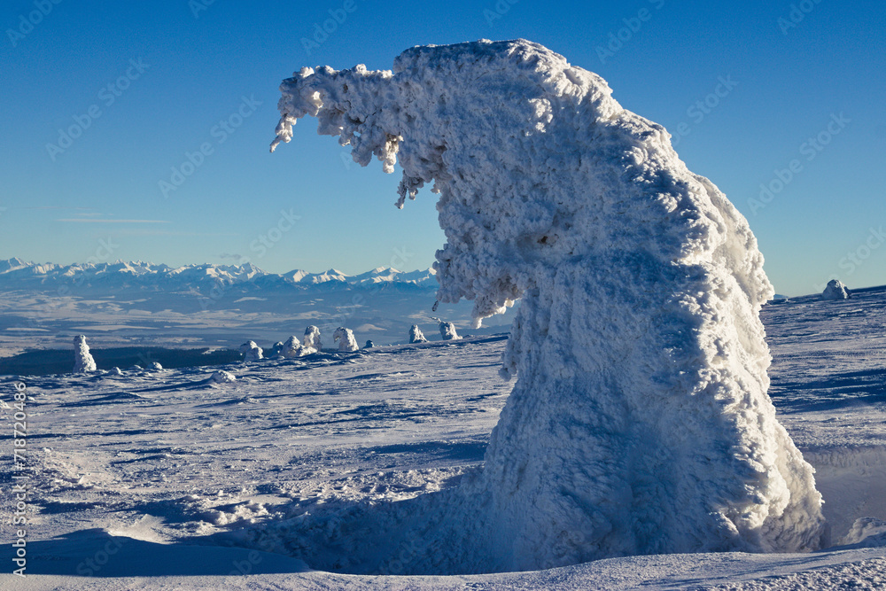 Samotne drzewo w śniegu na szczycie góry - obrazy, fototapety, plakaty 