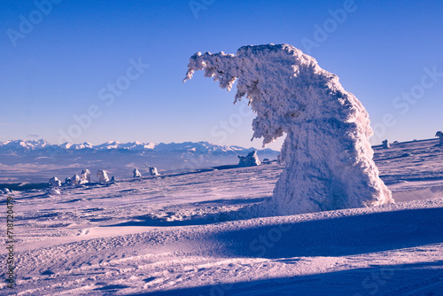 Fototapeta Naklejka Na Ścianę i Meble -  Drzewa w śniegu na Pilsku